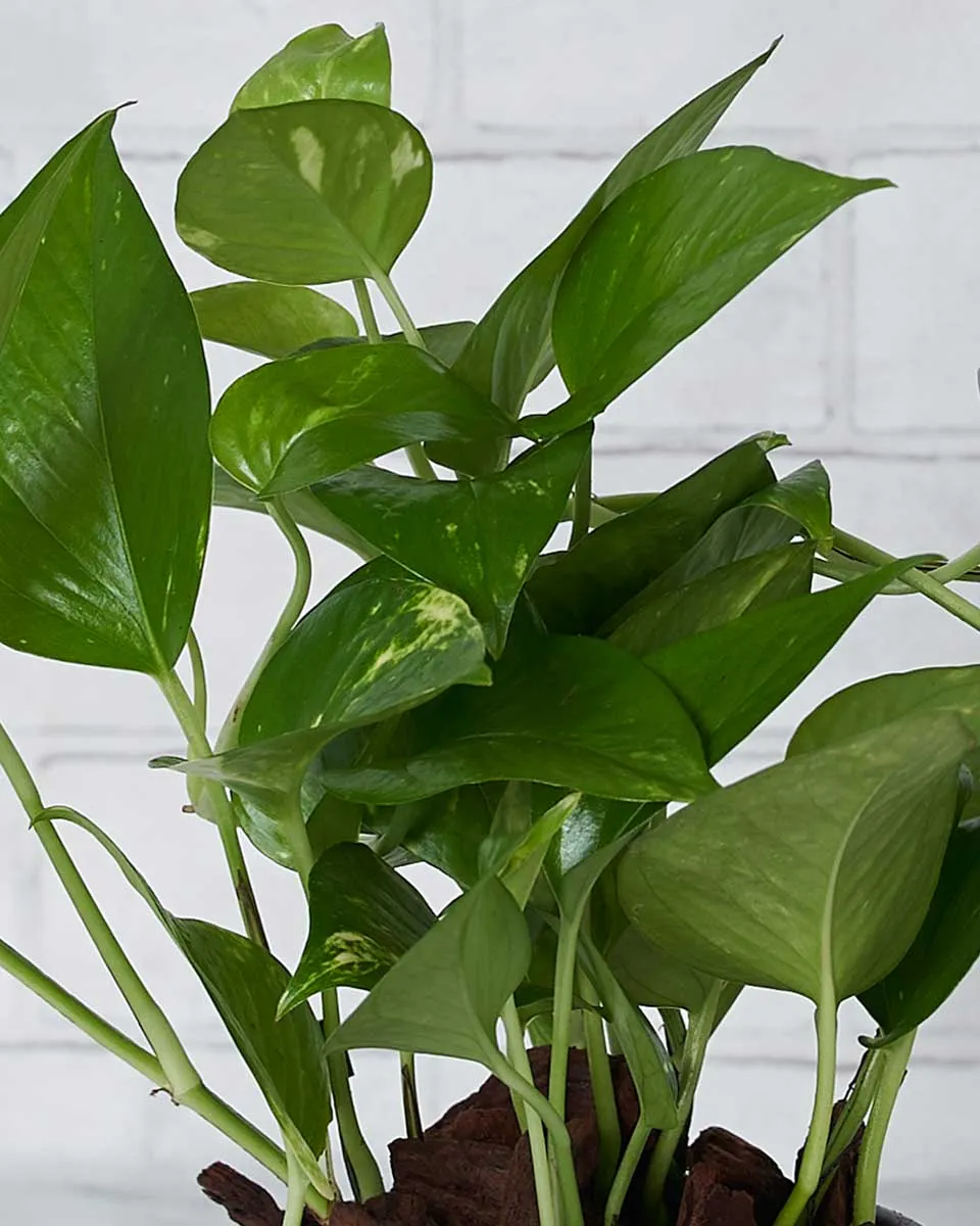 The Climber Details2