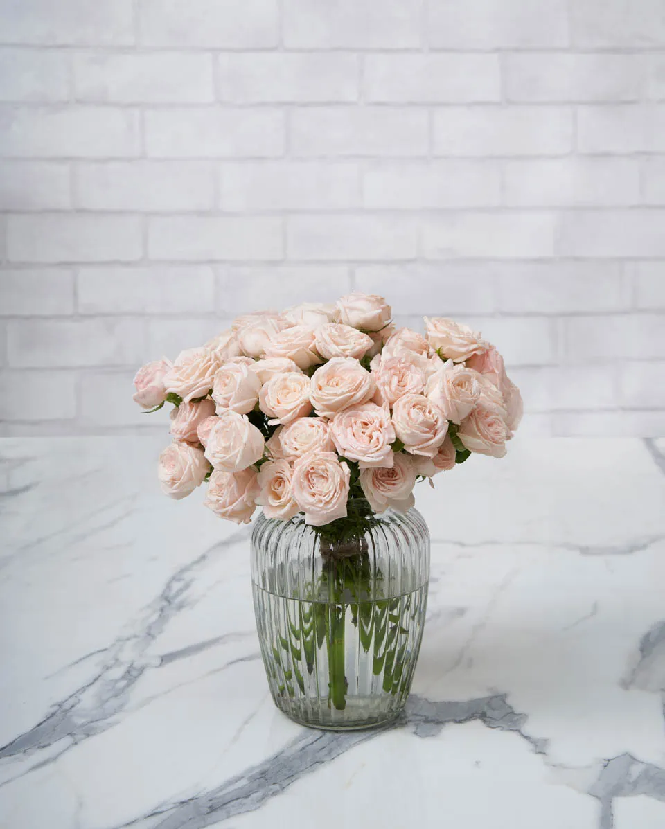 baby blooms bombastic