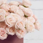 rosy pink medium Pink Details