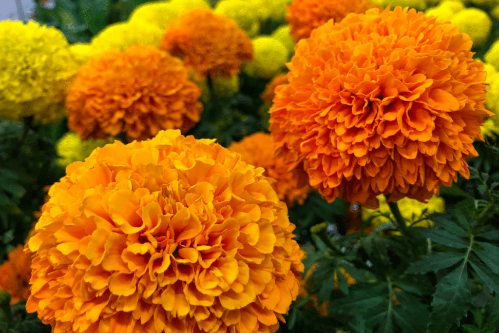 Marigolds