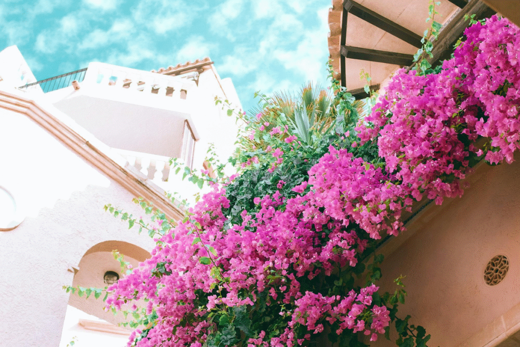 Bougainvillea
