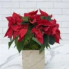 Red Poinsettias