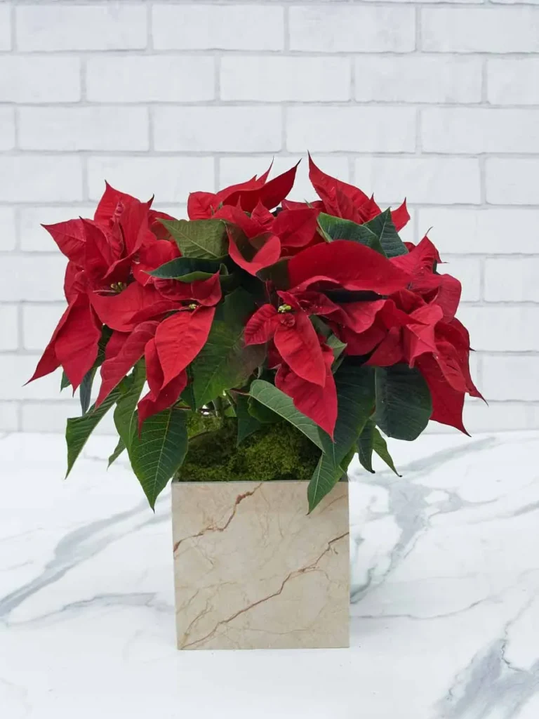 Red Poinsettias