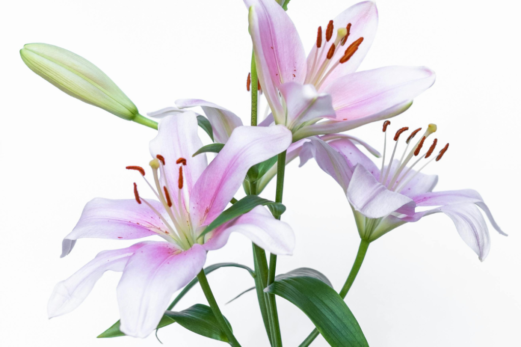 The Best Flower Combination AED 250