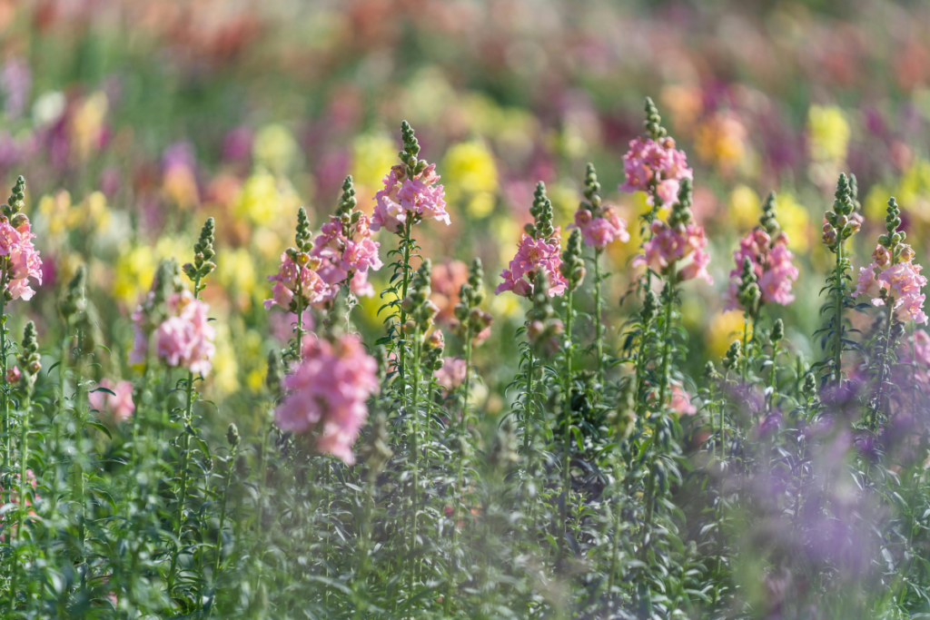 Affordable Flower Delivery Across All Emirates Comparing Prices And Services PH