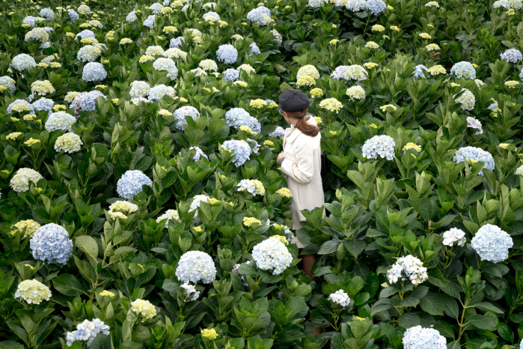 Affordable Flower Delivery Across All Emirates