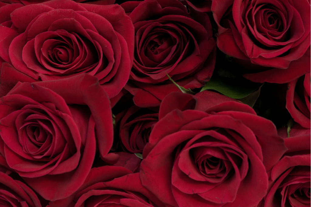Romantic But Affordable Valentines Week Flower Guide For DUBAI UAE Couples