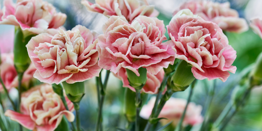 Top Affordable Flower Combinations For Everyday Gifting In Dubai