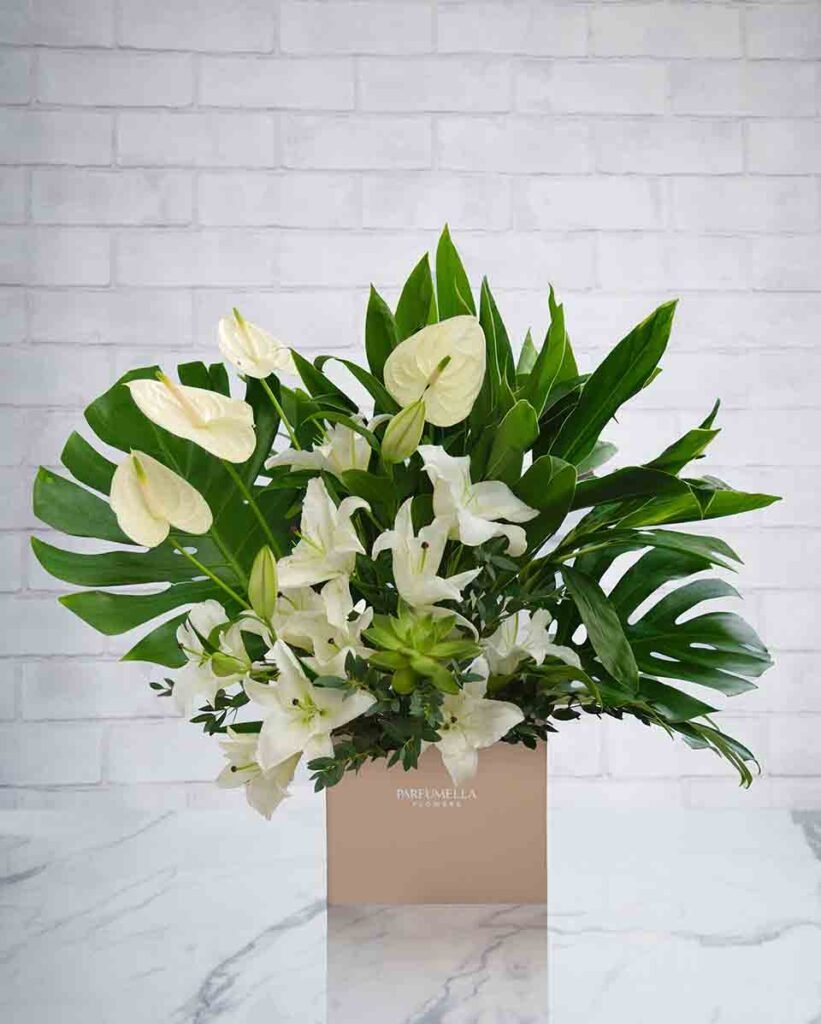 Monstera Show