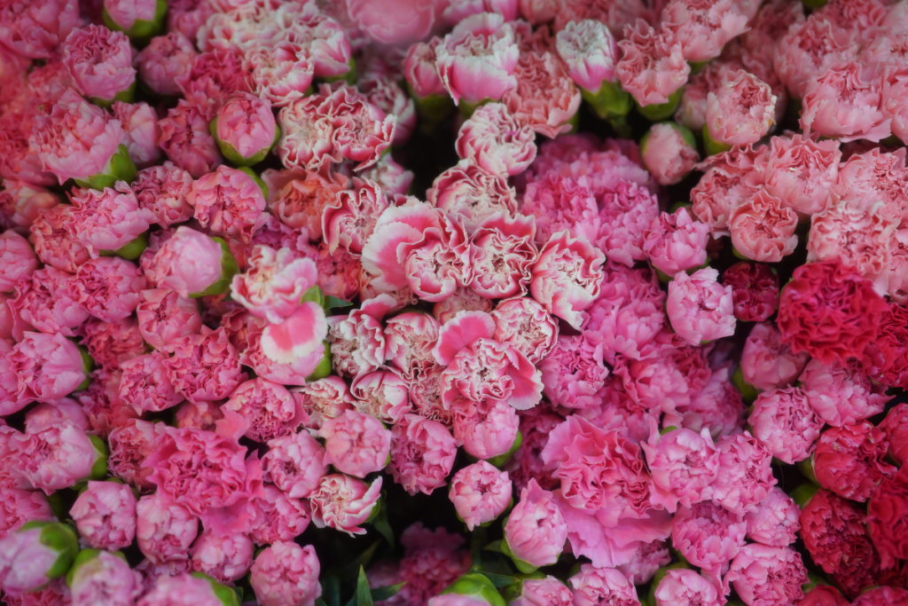Affordable Flower Ideas For Eid Al Adha Celebrations Carnations