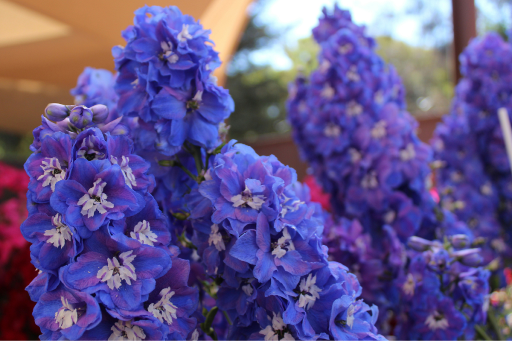 Affordable Flower Ideas For Eid Al Adha Celebrations Dubai