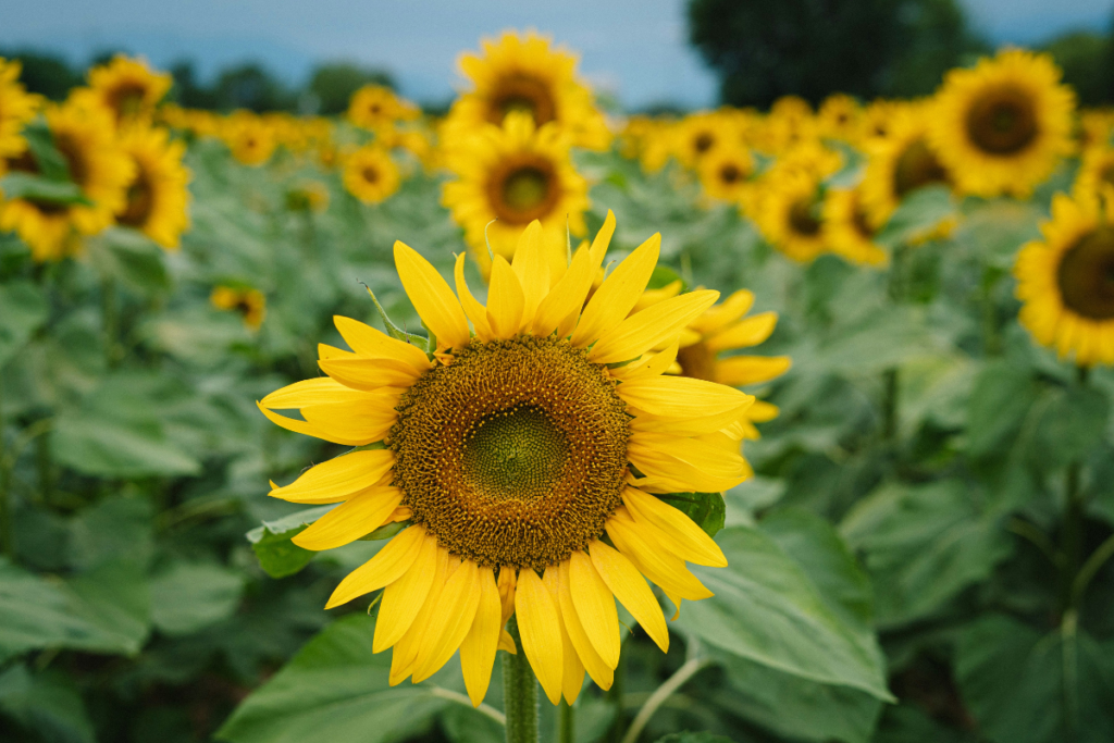 Affordable Flower Ideas For Eid Al Adha Celebrations Sunflowers