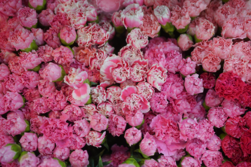 Top 07 Budget Flowers In The UAE, Under 150 Dirhams For Everyday Gifting Abu Dhabi