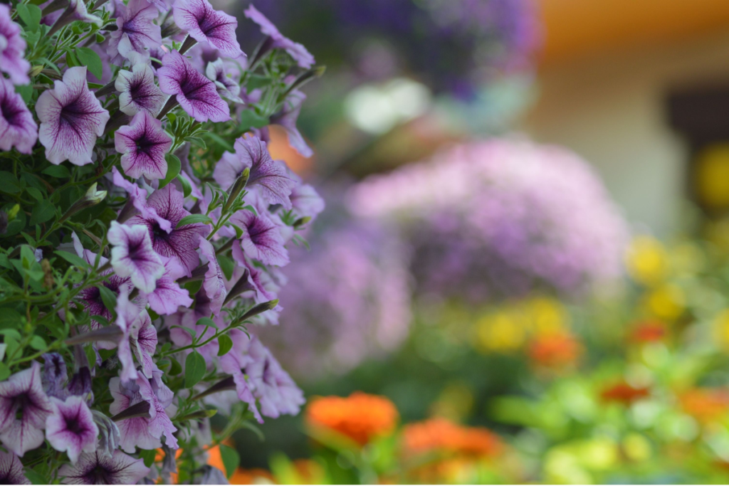 How To Choose Fresh Affordable Flowers That Last Longer In The UAE Climate Dubai
