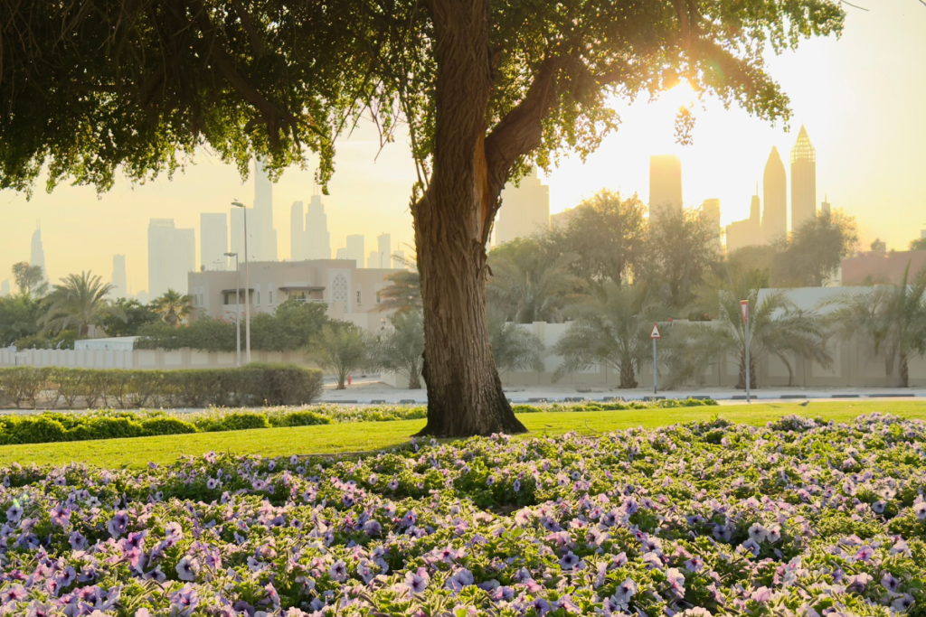 How To Choose Fresh Affordable Flowers That Last Longer In The UAE Climate How To Choose Fresh Affordable Flowers That Last Longer In The UAE Climate Abu Dhabi