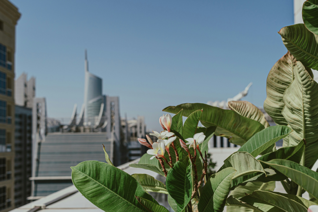 How To Choose Fresh Affordable Flowers That Last Longer In The UAE Climate Sharjah