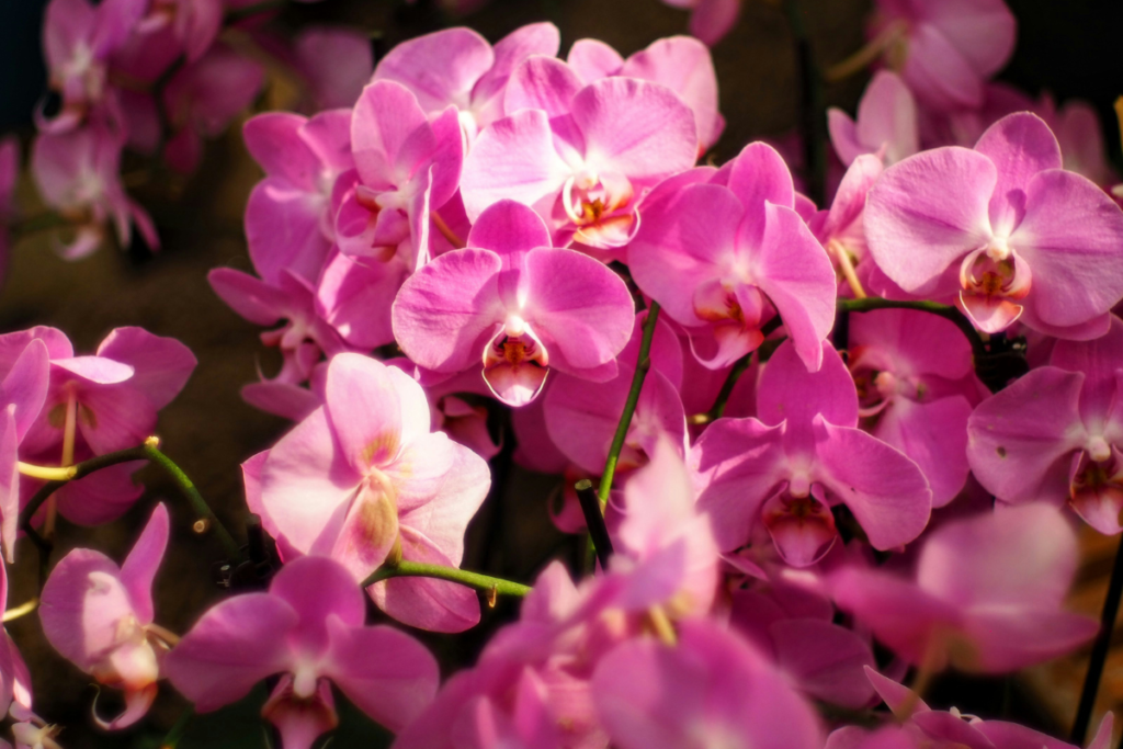 How To Pick Long Lasting Flowers For Your Home On A Budget Dubai