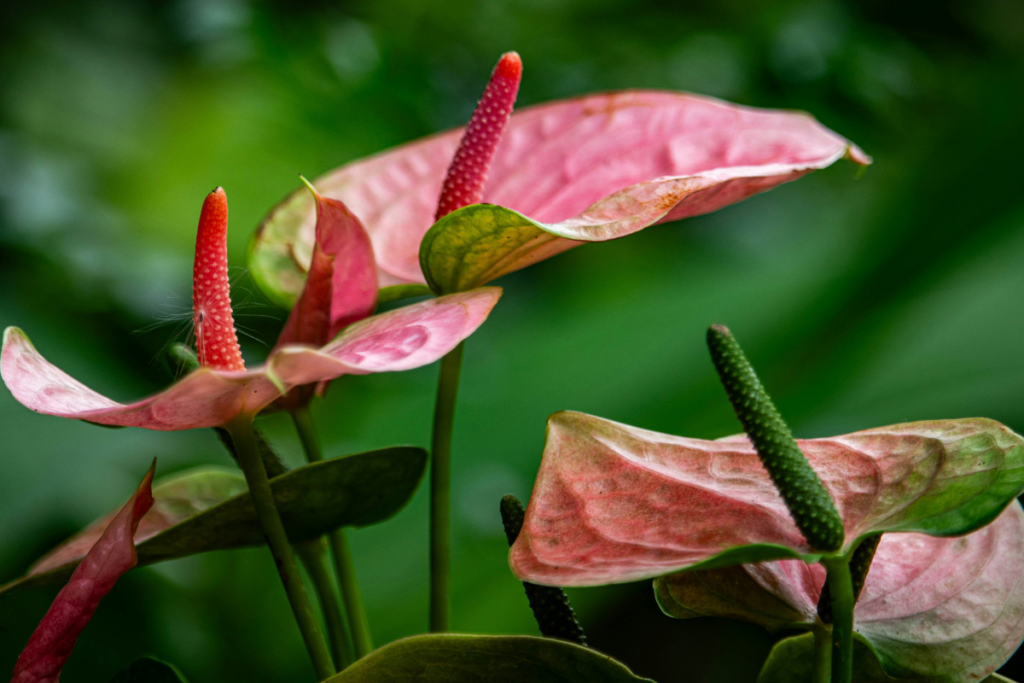 How To Pick Long Lasting Flowers For Your Home On A Budget Dubai UAE