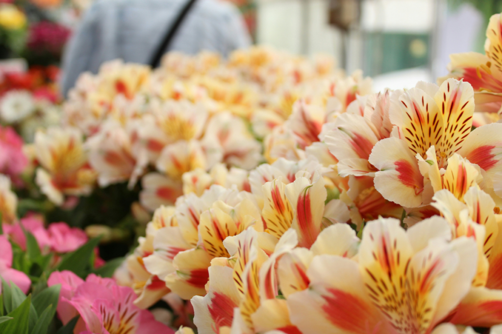 How To Pick Long Lasting Flowers For Your Home On A Budget UAE Dubai