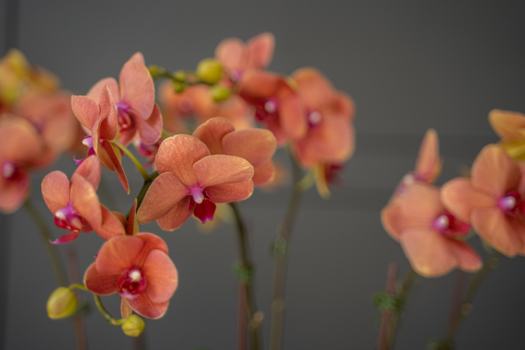 Top 05 Popular Flowers In Dubai And What They Symbolize Orchids