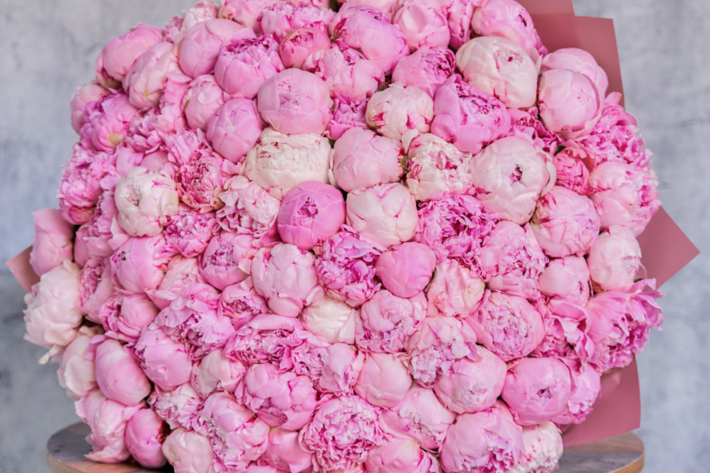 Top 05 Popular Flowers In Dubai And What They Symbolize Peonies