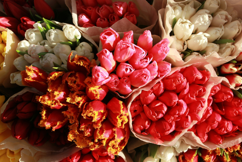 Top 05 Popular Flowers In Dubai And What They Symbolize Tulips