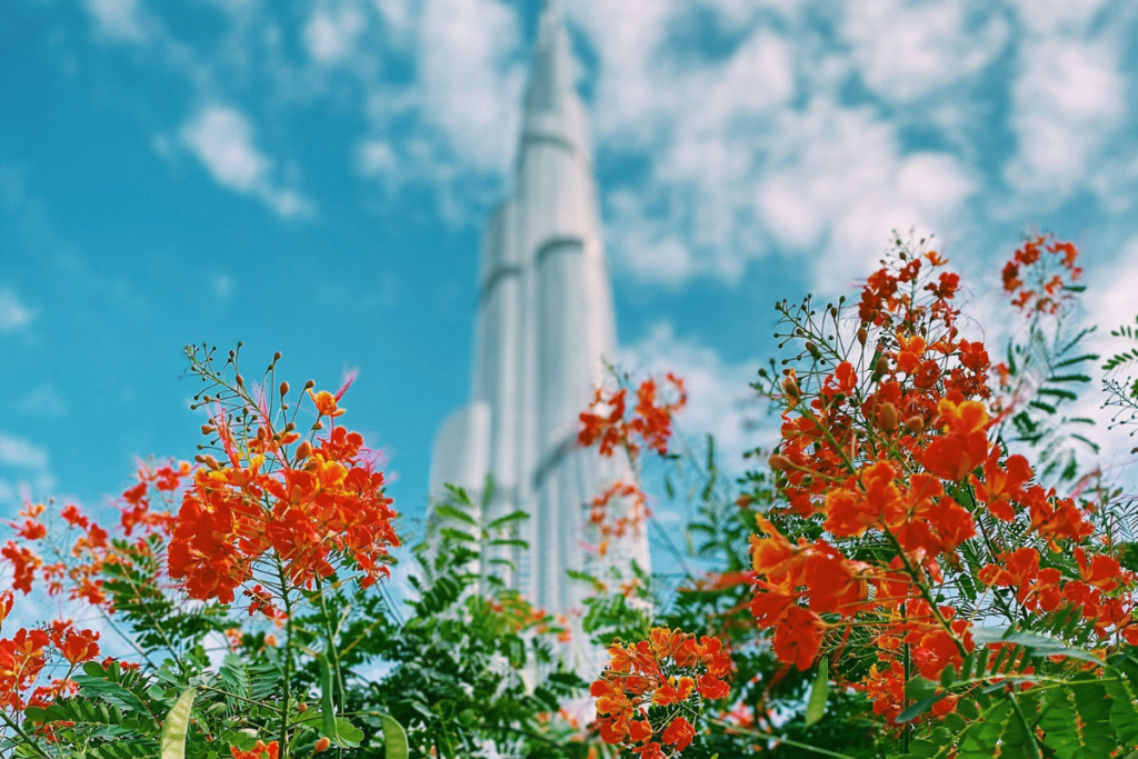 Top 05 Popular Flowers In Dubai UAE And What They Symbolize