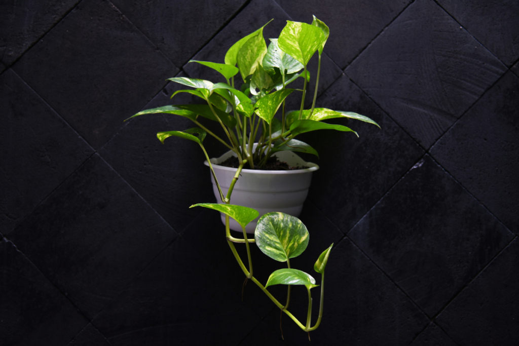 Money Plant Benefits And Care Guide Dubai