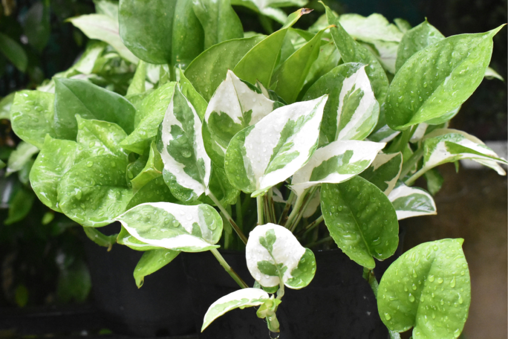 Money Plant Benefits And Care Guide Dubai UAE