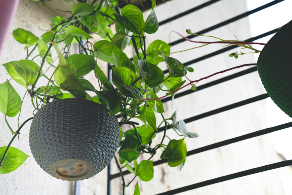 Money Plant Benefits And Care Guide UAE