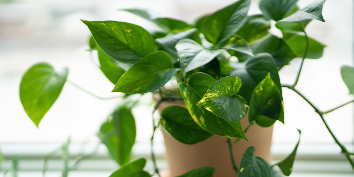 Money Plant Benefits And Care Guide