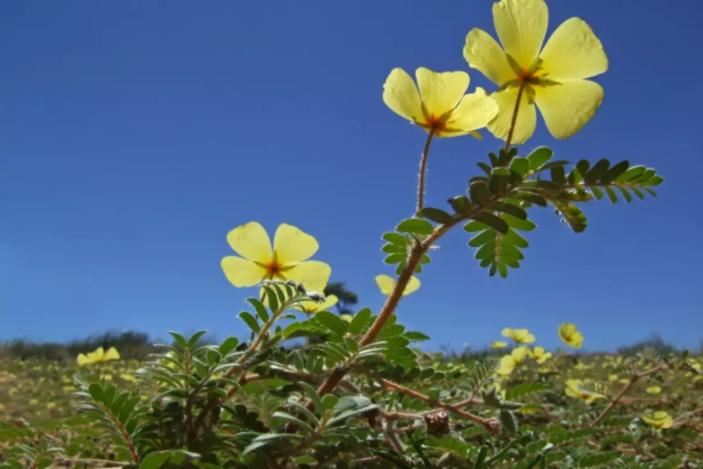 UAE National Flower Meaning