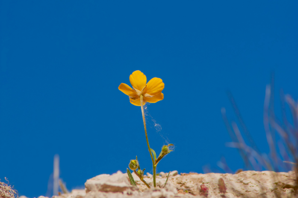 What Is the UAE National Flower?