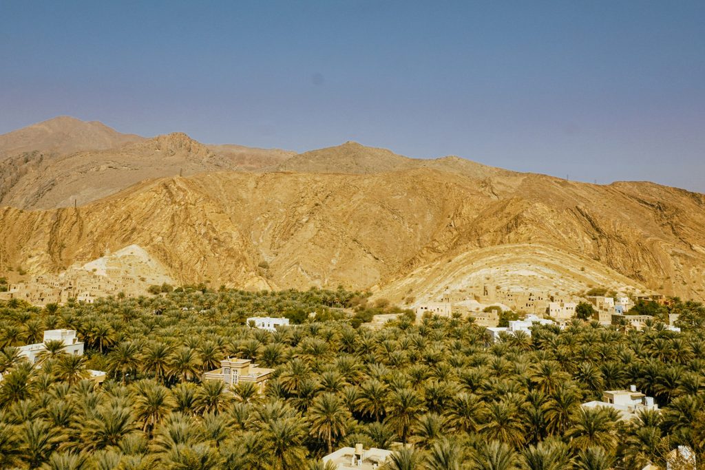 What Is the UAE National Flower? Meaning, History & Symbolism Parfumella Dubai