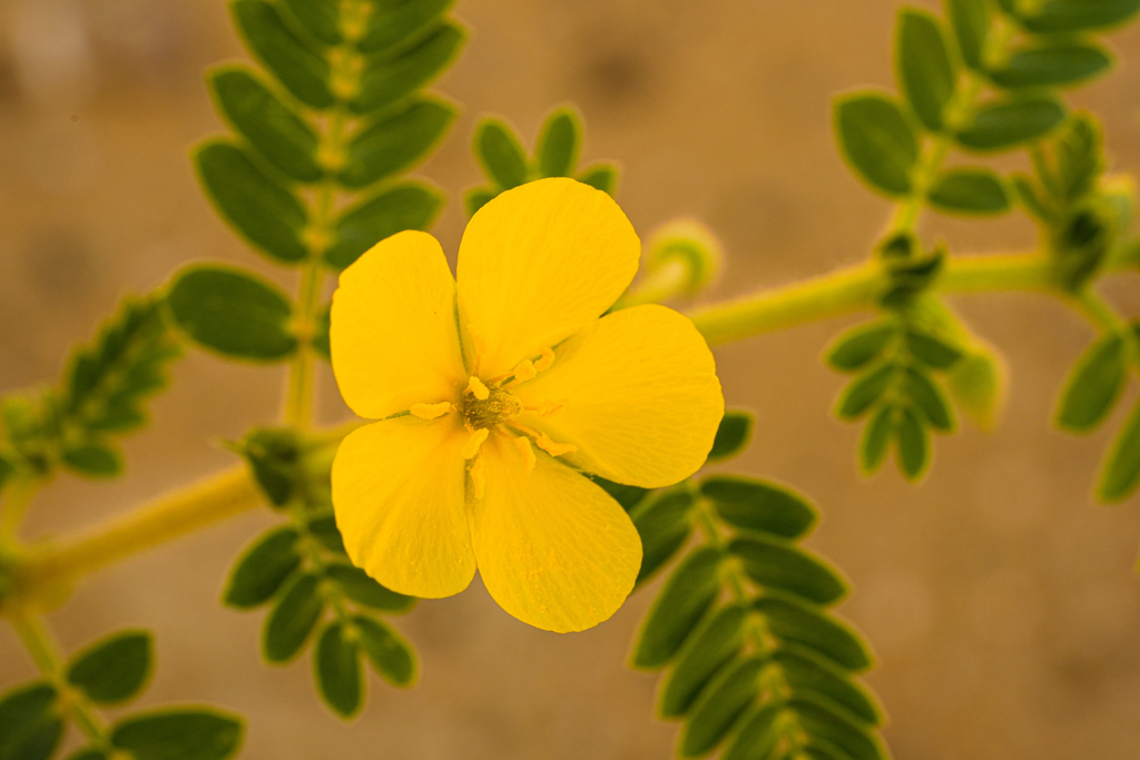 What Is the UAE National Flower? Meaning, History & Symbolism Parfumella Flowers Dubai