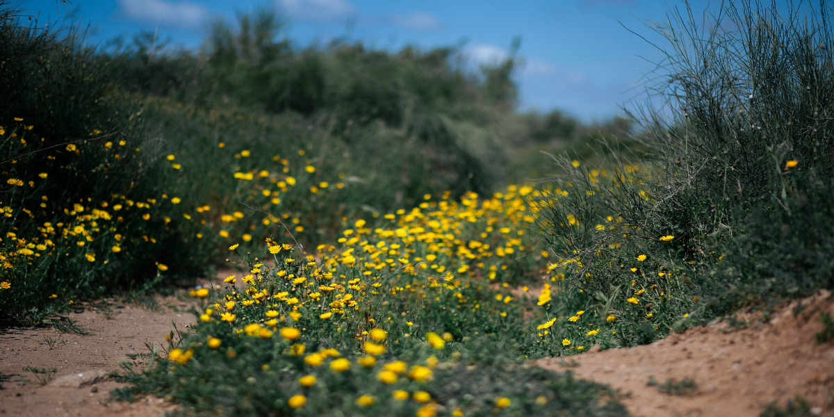 What Is the UAE National Flower? Meaning, History & Symbolism