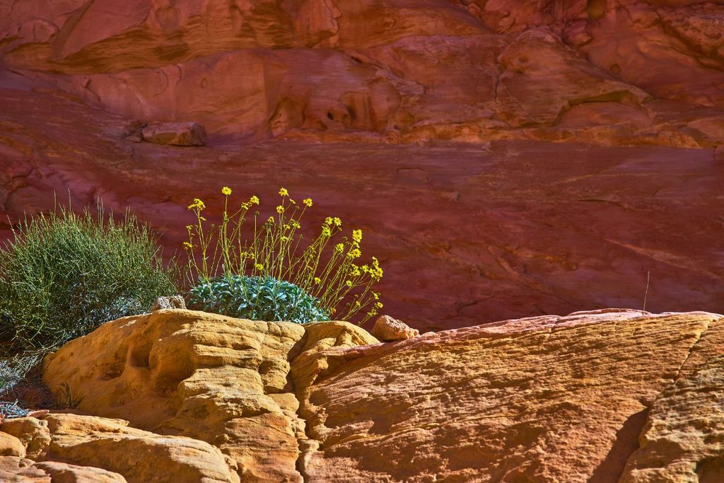 Guide to Seasonal Affordable Flowers in the Emirates Spring, Summer, Fall, Winter Abu Dhabi