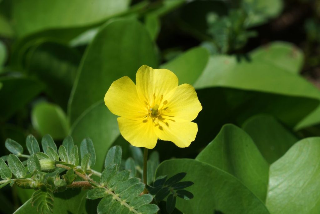 Spring Seasonal Affordable Flowers