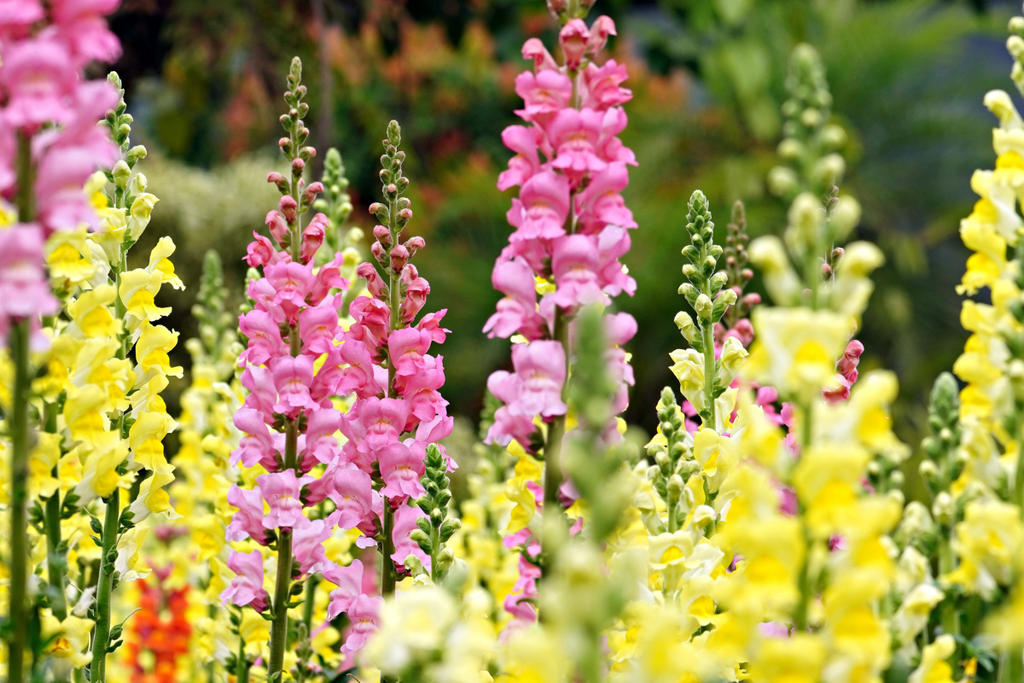 Winter Seasonal Flowers