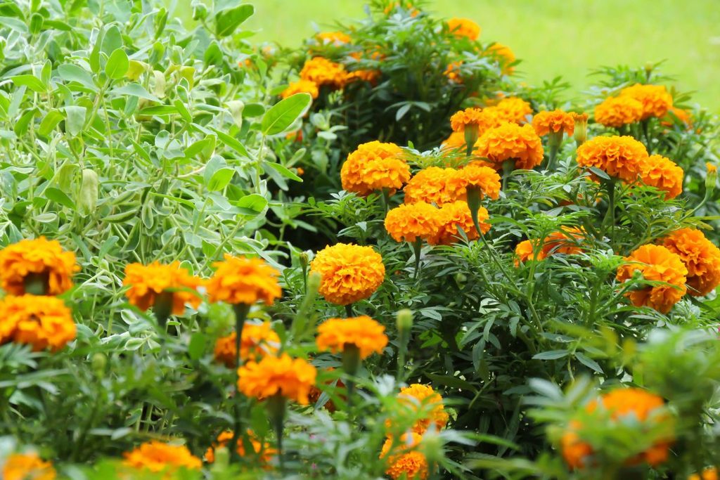 Autumn Seasonal Affordable Flowers
