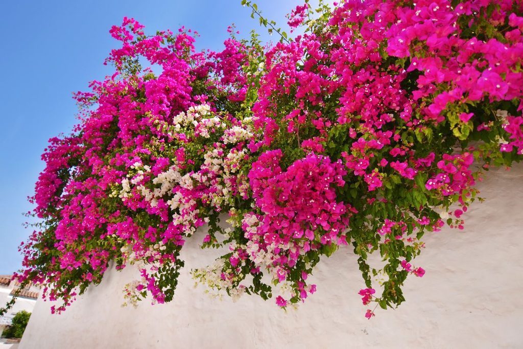 Summer Seasonal Affordable Flowers