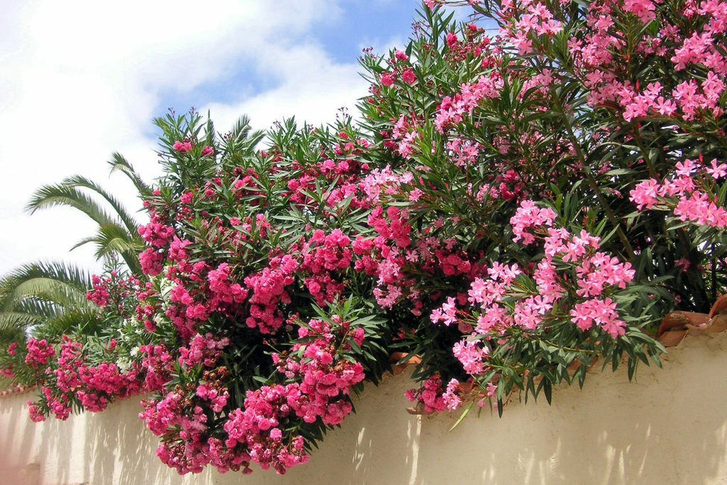 Guide to Seasonal Affordable Flowers in the Emirates Spring, Summer, Fall, Winter Dubai