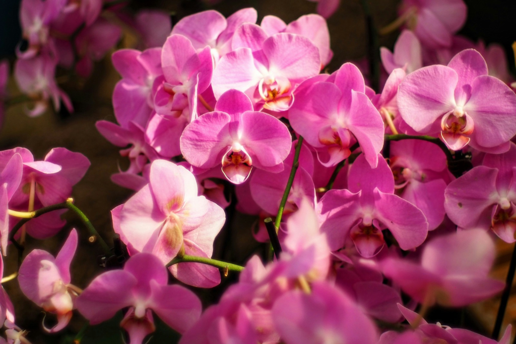 Beyond Roses Affordable Flower Alternatives for Every Occasion in Dubai Orchids