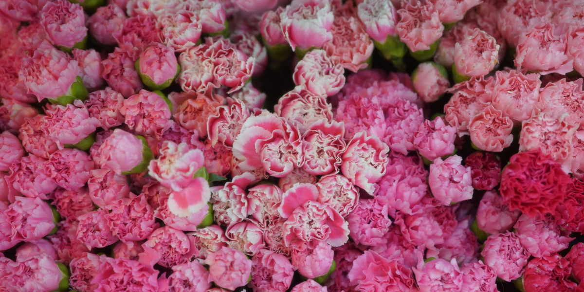 Beyond Roses Affordable Flower Alternatives for Every Occasion in Dubai